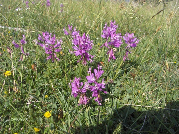 polygala?